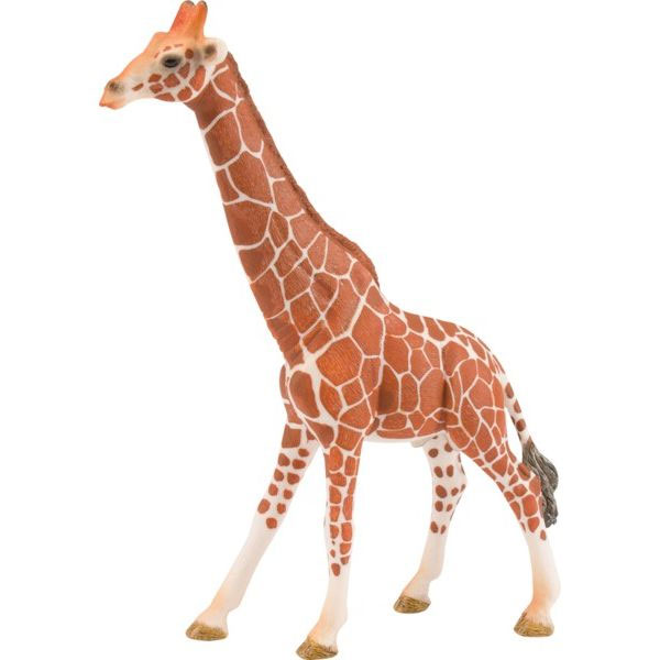 Giraffe, Kuh